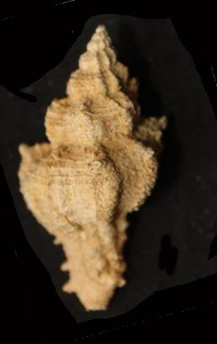 Hexaplex truncatula (Foresti, 1868) - Pliocene.